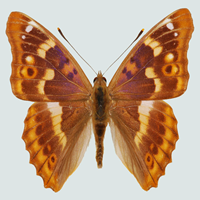 Blog Lepidoptera